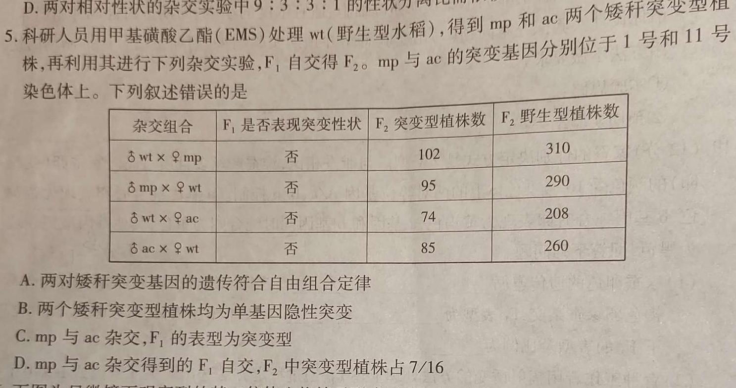 衡水金卷·2024届高三年级10月份大联考（新教材）生物试卷答案