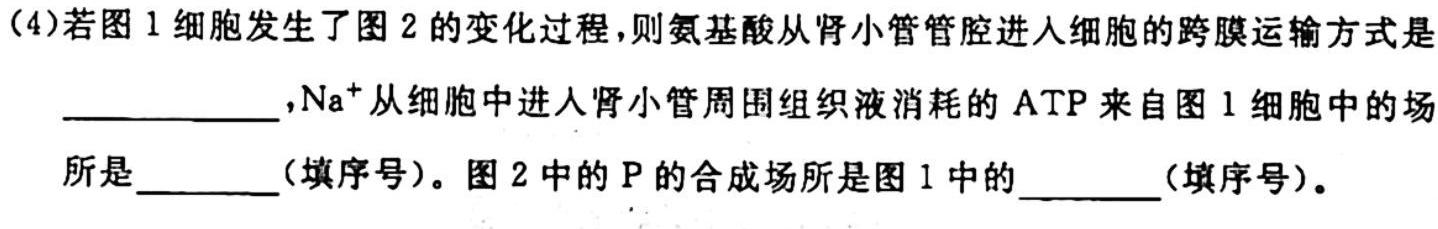 江西省2023-2024学年度八年级上学期期中综合评估【2LR】生物学试题答案