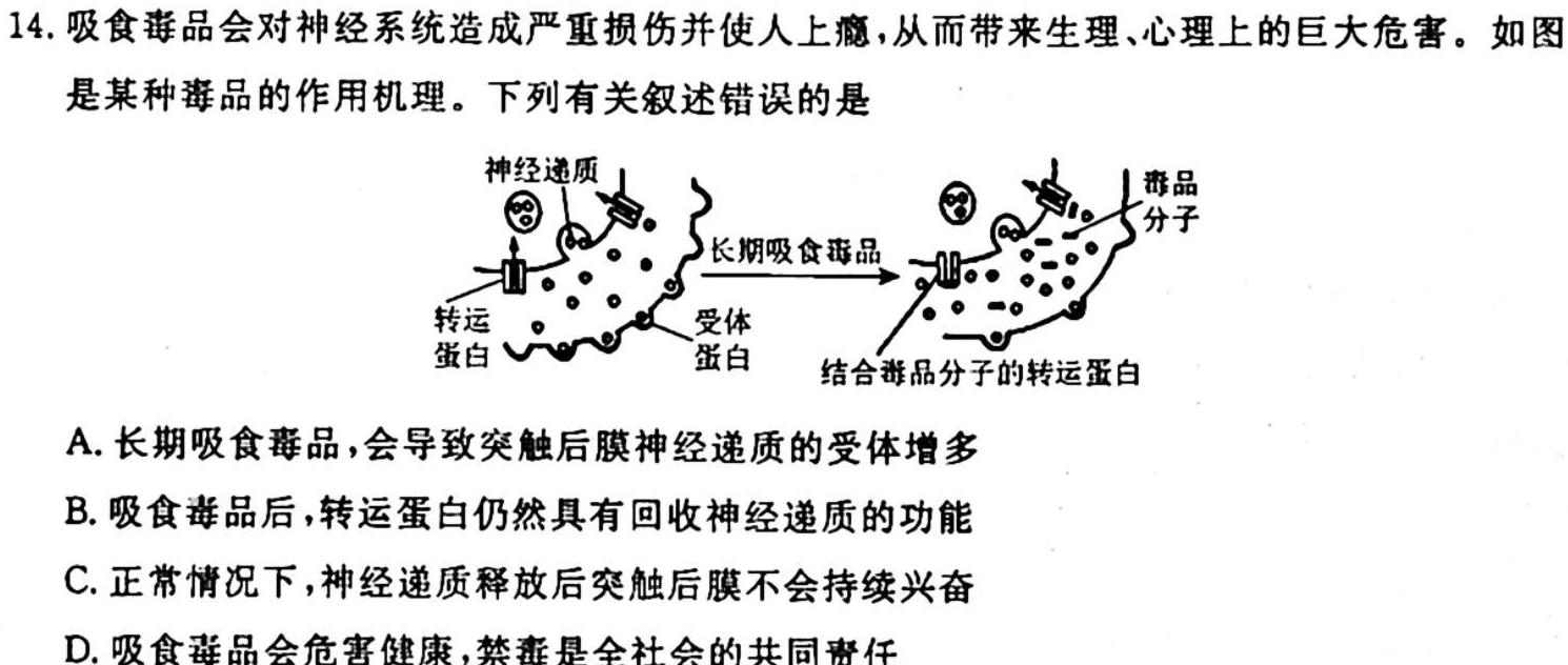 ［陕西大联考］陕西省2025届高二年级上学期10月联考生物学试题答案