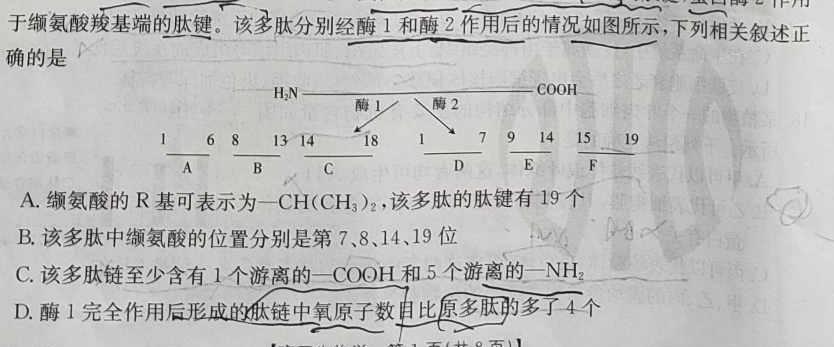 河北省2023-2024学年第一学期高二期中联考(24155B)生物