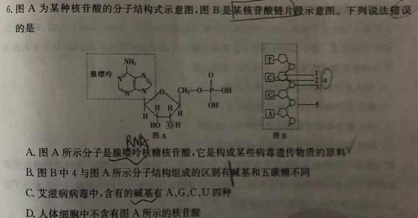 河南省新高中创新联盟TOP二十名校高一年级11 月调研考试(241100D)生物学试题答案