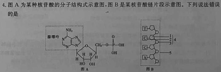 九师联盟·河北省2023-2024学年承德市重点高中高二10月联考生物