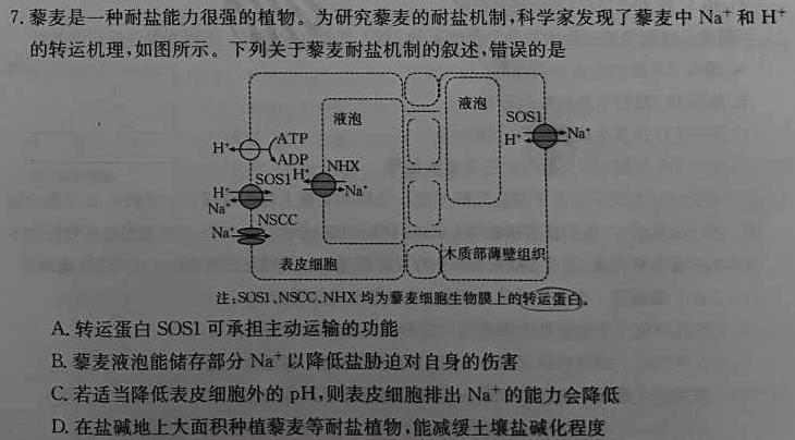 2023-2024衡水金卷先享题月考卷高三 四调生物试卷答案