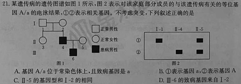 2023年湖北六校新高考联盟学校高三年级11月联考生物