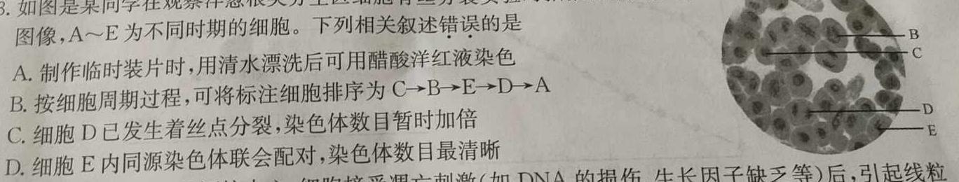 ［陕西大联考］陕西省2025届高二年级上学期11月联考生物