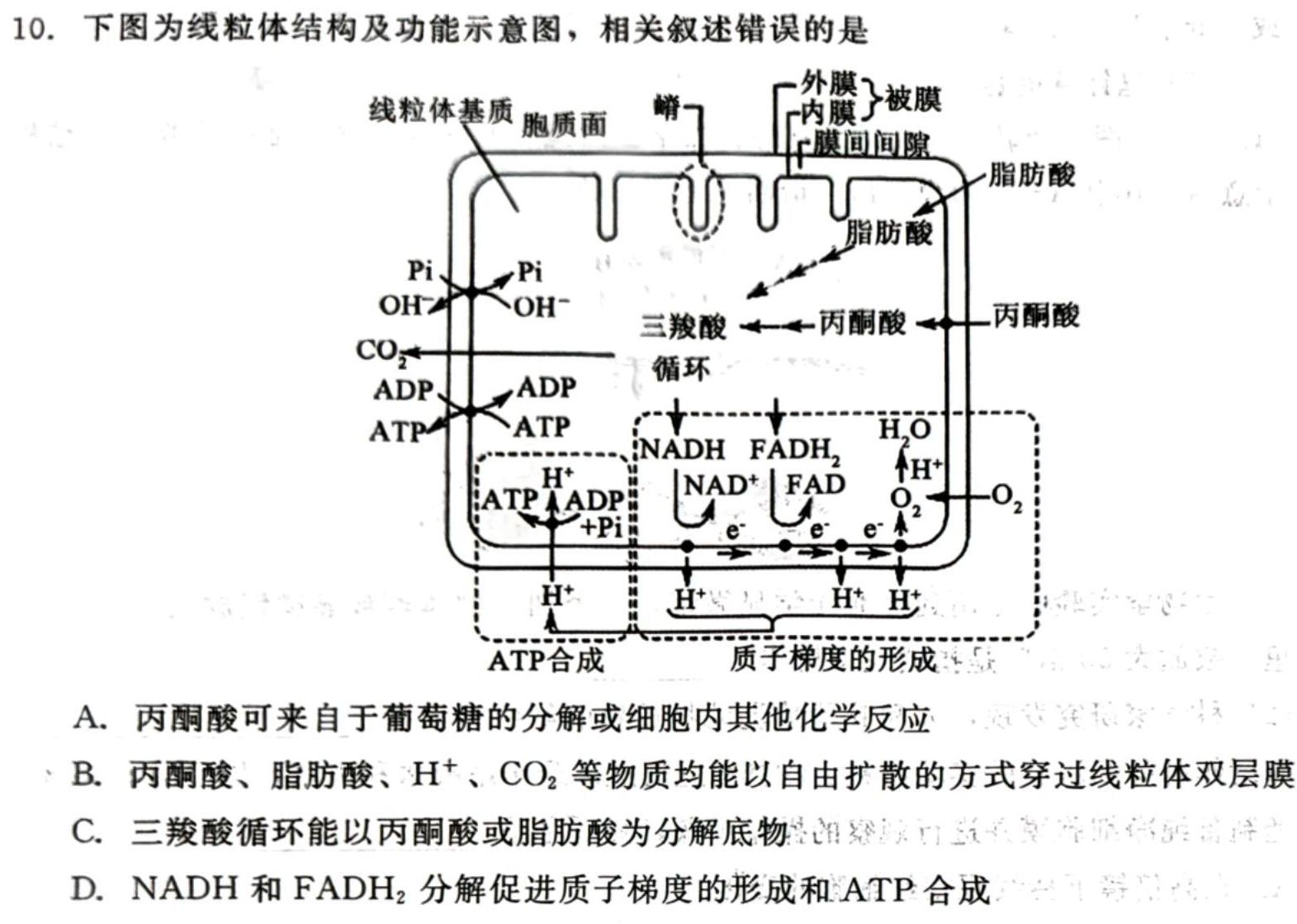 福建省部分达标学校2023~2024学年高二第一学期期中质量监测(24-121B)生物学试题答案