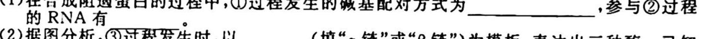 内蒙古2024届高三（10）一轮复习大联考生物学试题答案