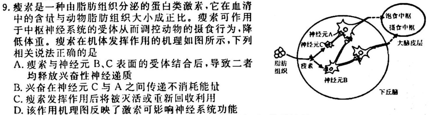 天一大联考 顶尖联盟 2023-2024学年高三秋季期中检测(11月)生物学试题答案