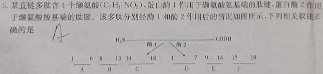 NT教育·2023-2024学年第一学期11月高二阶段测试卷生物学试题答案