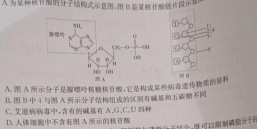 金科大联考·河北省2024届高三10月质量检测生物学试题答案