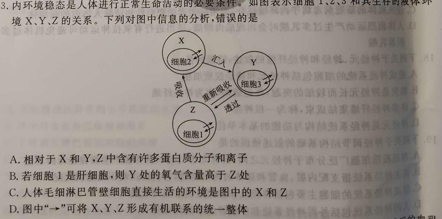 2024届炎德英才大联考 长沙市一中高三月考试卷(四)生物学试题答案