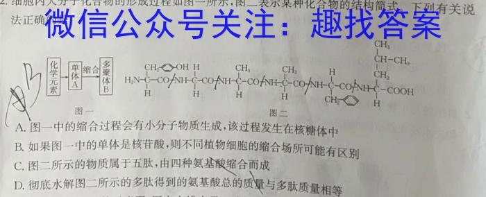 上进联考 2024-2025学年高二年级10月阶段检测生物学试题答案