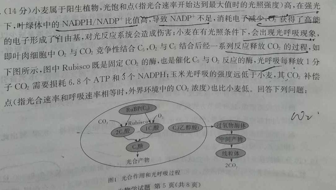 2023-2024学年辽宁省高二年级联考(24-56B)生物学试题答案