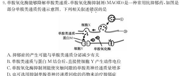 1号卷 A10联盟2024届高三上学期11月段考生物