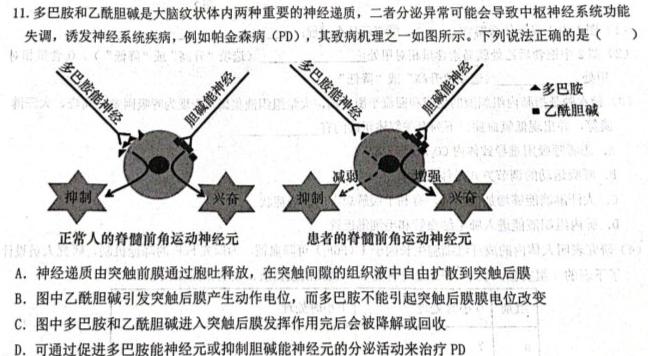 石家庄市2024届普通高中学校毕业年级教学质量摸底检测（11月）生物