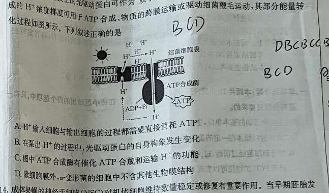 河北省沧衡八校联盟高一年级2023~2024学年上学期期中考试(24-138A)生物学试题答案