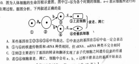 百师联盟2024届高三仿真模拟考试（二）全国卷生物学试题答案