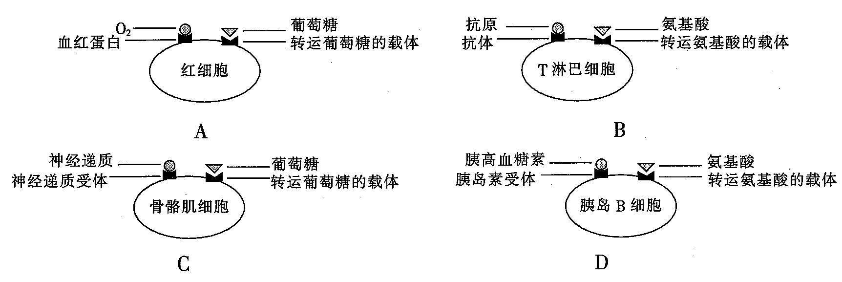 黑龙江名校联盟2024届高三模拟测试生物学部分