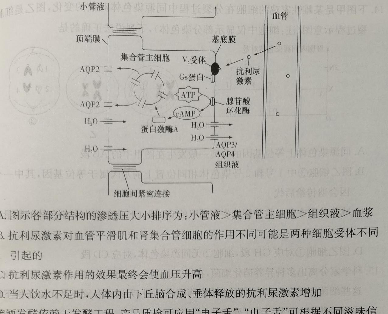 衡水金卷先享题分科综合卷2024全国卷生物