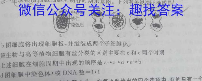 广西北海博文高中2024-2025学年高三上学期第一次模拟考试生物学试题答案