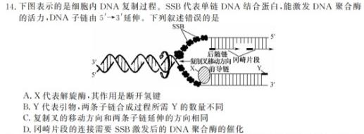 云南师大附中(云南卷)2024届高考适应性月考卷(五)(黑白黑白白黑白)生物学试题答案