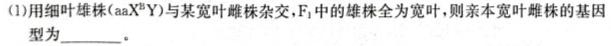 河北省承德高中2023~2024学年高三年级第一学期期中考试(24-173C)生物学试题答案