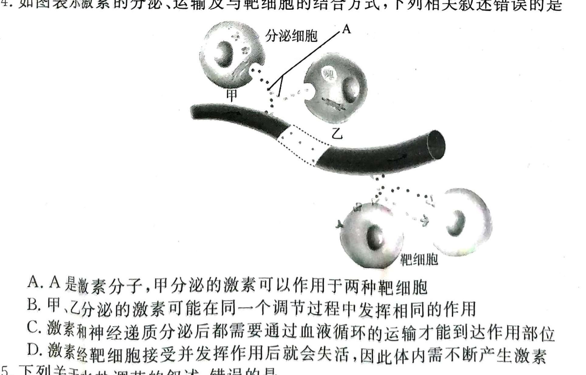 湖北圆创湖北省高中名校联盟2024届高三第二次联合测评生物学试题答案