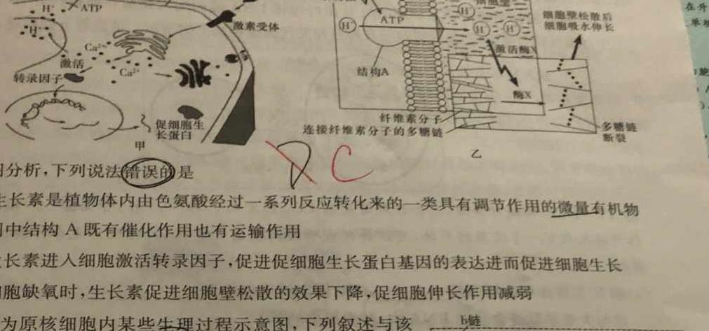 2023-2024上学期承德市重点高中联谊校高二年级12月份联考生物学试题答案