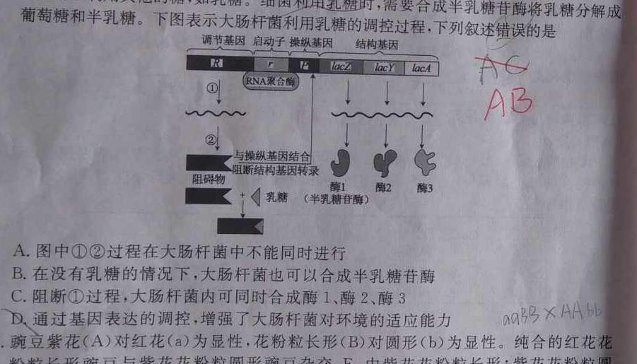 学普试卷 2024届高三第四次模拟试题(四)生物学试题答案