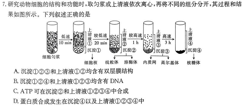 24届高三年级TOP二十名校调研考试七生物学试题答案