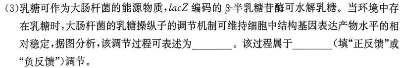 湖北圆创湖北省高中名校联盟2024届高三第二次联合测评生物学试题答案