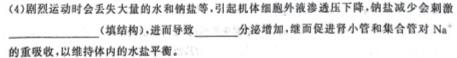 安徽省2023-2024学年度第一学期九年级作业辅导练习(三)生物学试题答案