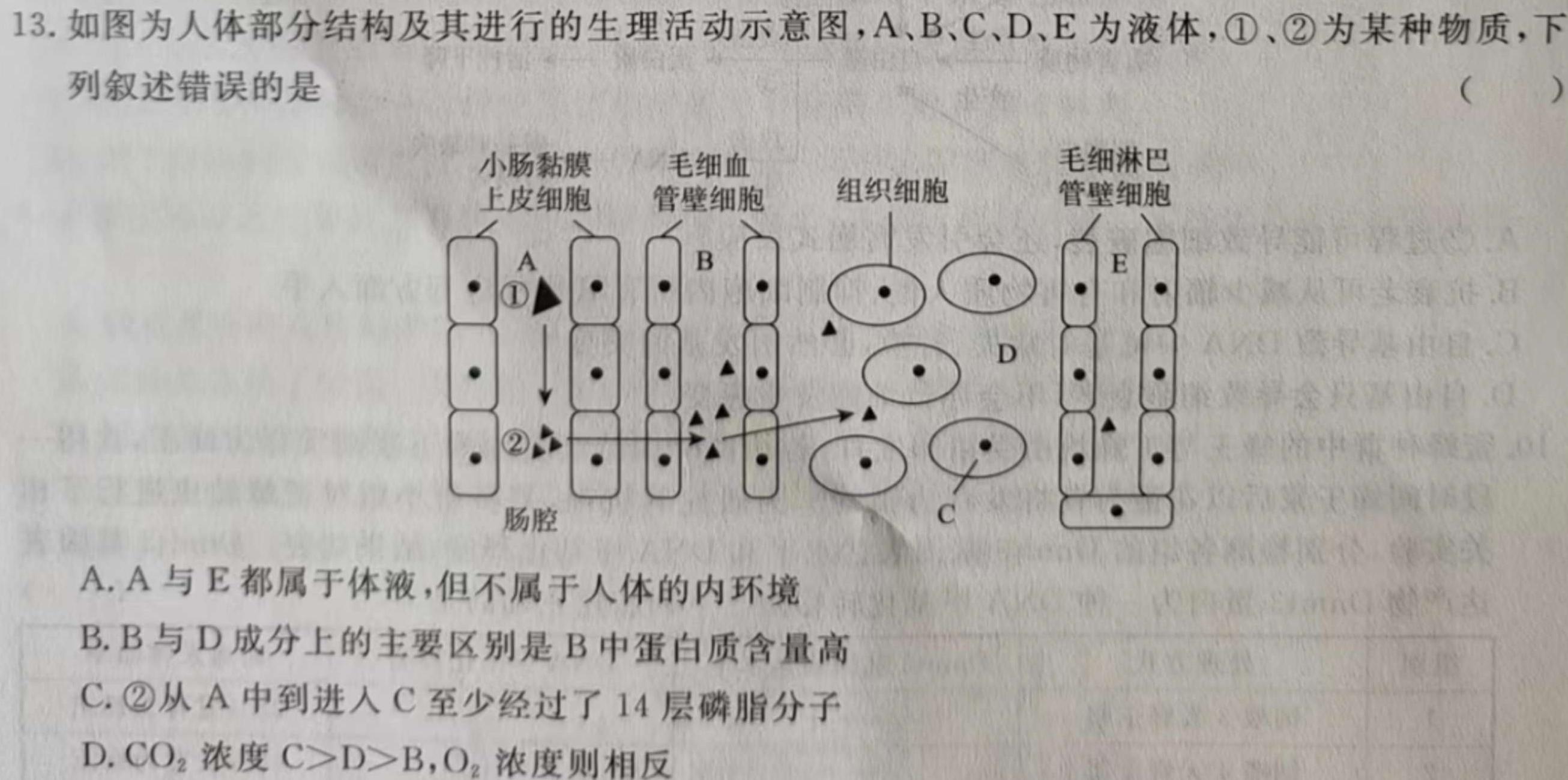 河北省2024届高三一轮中期调研考试(24-164C)生物学试题答案