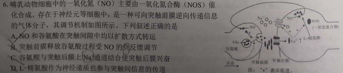 山东省2023-2024学年度高二年级上学期12月联考生物学试题答案