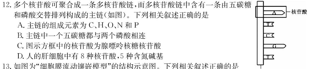 ［山东大联考］山东省2024届高三年级上学期12月联考生物学部分