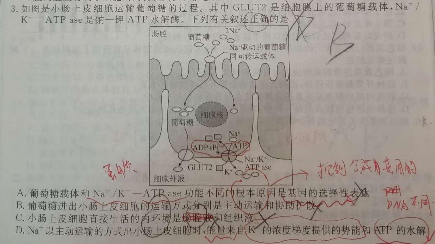 保山市2024~2025学年秋季学期期中质量监测试卷（高三）生物