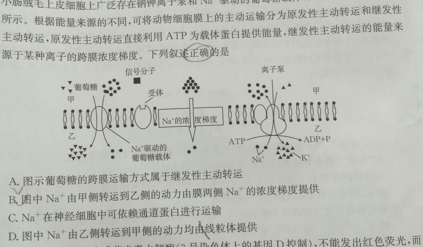 江苏省常州市第一中学2023-2024学年高三第二学期期初检测卷生物学
