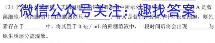 福建省泉州市部分地区2024-2025学年高二上学期开学考试生物学试题答案