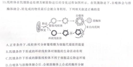 湖南省2024届高三九校联盟第二次联考(3月)生物学部分