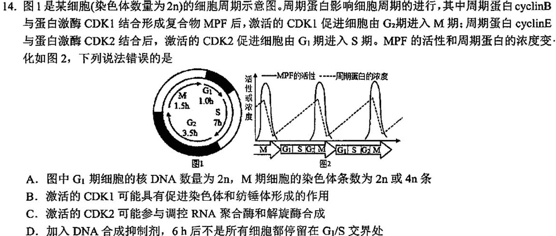 湖北省十堰市2024年高三年级元月调研考试(24-239C)生物学部分