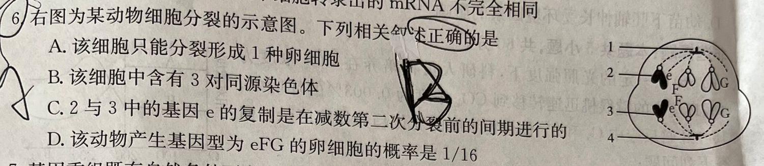 [国考1号10]第10套 2024届高三阶段性考试(七)生物学部分