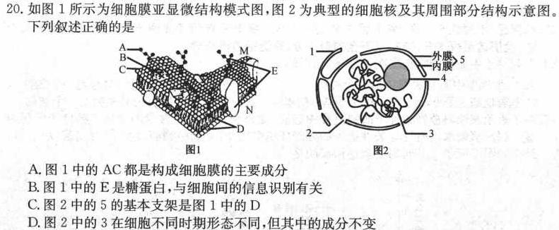 安徽省2024年九年级百校大联考(5月)生物