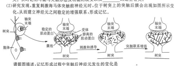 2024届高三一起考大联考(模拟二)生物