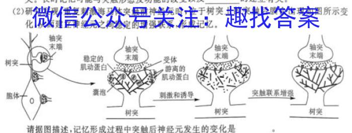 金考卷·百校联盟(新高考卷)2024年普通高等学校招生全国统一考试 预测卷(三四五)生物学试题答案