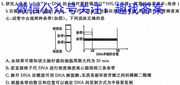 百师联盟·河北省2023-2024学年度高二期末联考生物学试题答案