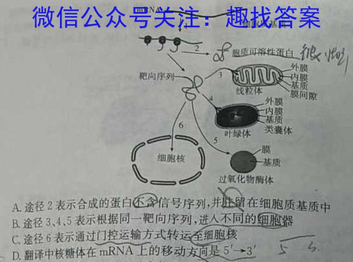 金科大联考·山东省2024届高三12月质量检测（24328C-B）生物学试题答案