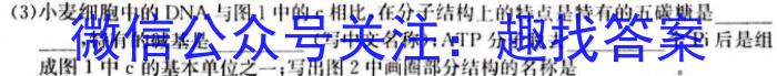 百师联盟 2024届高三冲刺卷(二)2 新高考Ⅰ卷生物学试题答案