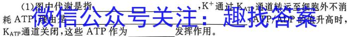 湘豫名校联考2024年2月高三第一次模拟考试数学