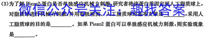 河北省邢台市第一中学2024年二轮复习质量检测英语