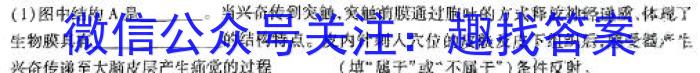 安徽省包河区2023-2024学年第二学期八年级期末教学质量监测（试题卷）生物学试题答案